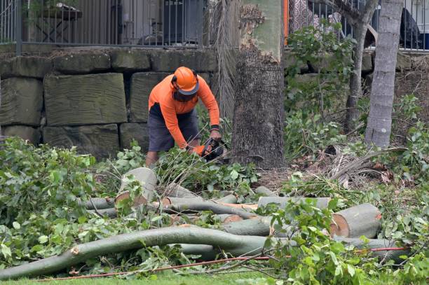 Best Tree Removal Near Me  in Jonesville, NC